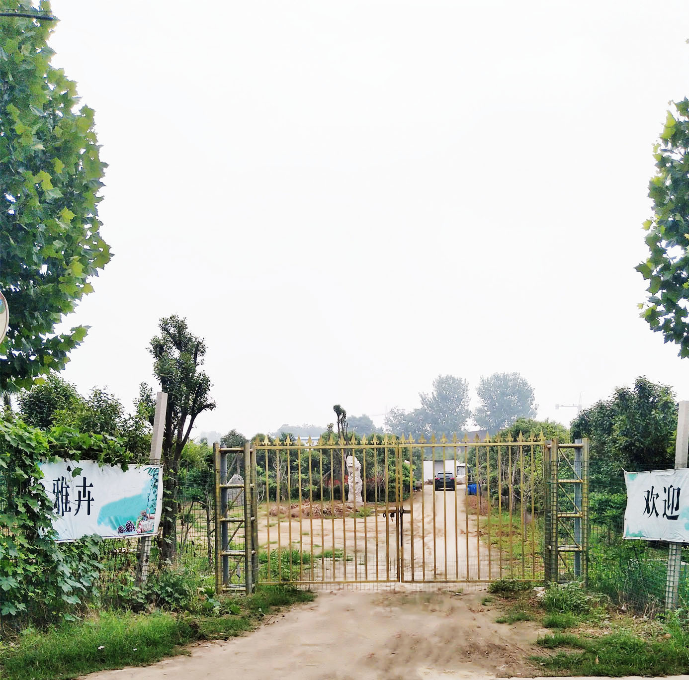 雅卉苗木春季熱售中